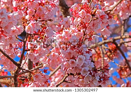 Sakura blossom in Japan