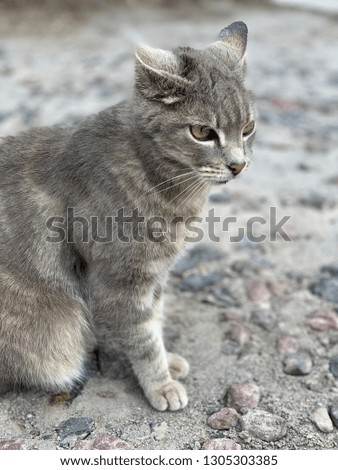 Beautiful grey friendly cat with deep, fierce green eyes standing over a sandy, rocky floor