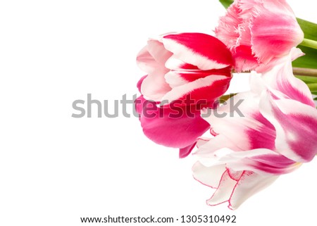 Tulips flowers bouquet isolated on white background.