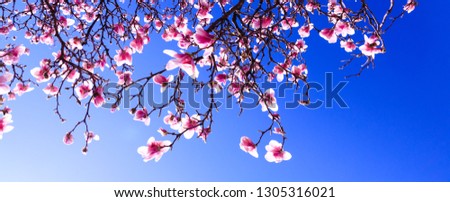 Sprouts of magnolia tree on background of blue sky, during spring period. Budded branch with pink flowers in bloom season. Flourishing or bloom period for the cherry, apple and magnolia trees.  