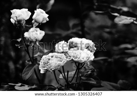 black and white rose    