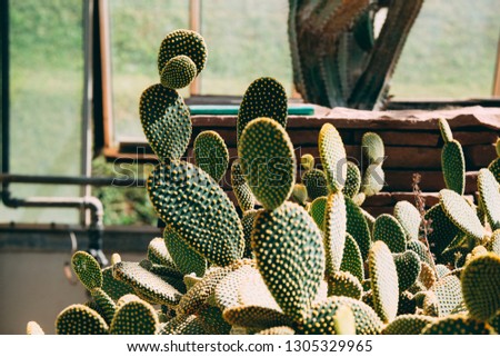Cactus grows in sand. Spring in desert. cactus in desert ,cactus garden. 