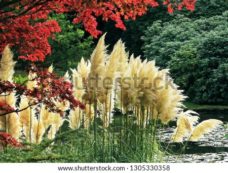 The sun is back-lighting the Pampas grass on this lovely autumn day. Red maple leaves lend a frame to the top of the picture.