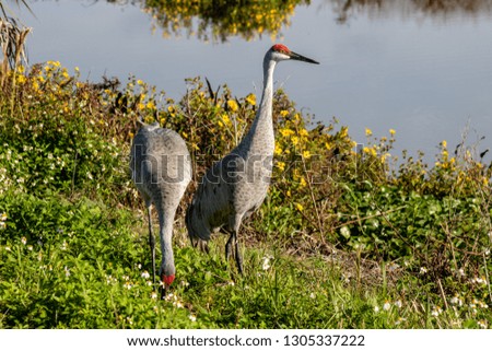 Picture of a sandhill crane