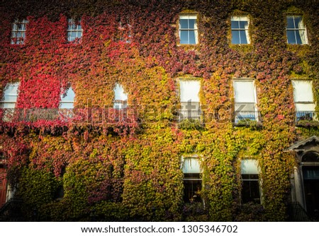 Exterior facade of old building with beautiful multicolored autumnal ivy covering whole wall