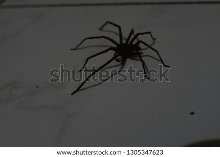 the eight foot spider which is very charming