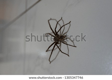 the eight foot spider which is very charming