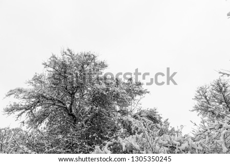 Black and White tree in the winter