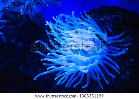 Blue Anemone in a fishtank, Mexico City Royalty-Free Stock Photo #1305351199