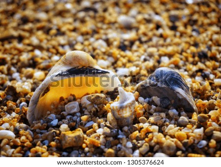 Heart shells lie on sandy sunny beach. Close up view isolated on sand.