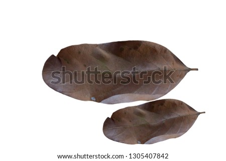 Brown color of dried leaves jackfruit on blackground white