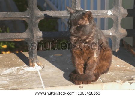 Brown cat sitting and basking in the sun in park.