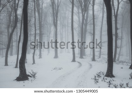 Trail covered in snow in romantic foggy forest. Trees with red leaves. Winter cold day