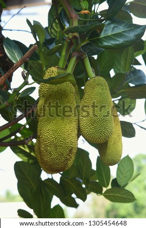 Many bunch of jackfruits hanging from a big jack tree during summer season in Kerala India. it is multiple fruit,  grows well in tropical climate. Raw one used to make curry.