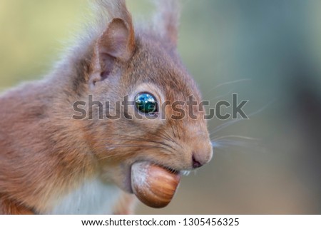 Red Squirrel, Sciurus vulgaris, cute portrait while resting and eating in a birch/pine tree during winter in a pine-forest in Scotland.