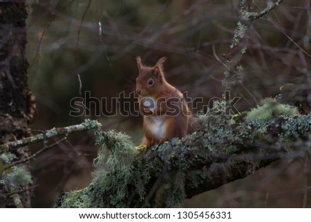 Red Squirrel, Sciurus vulgaris, cute portrait while resting and eating in a birch/pine tree during winter in a pine-forest in Scotland.