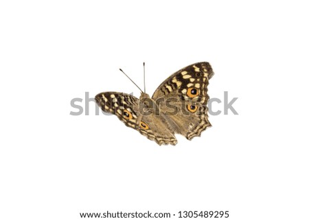 Lemon Pansy butterfly isolated