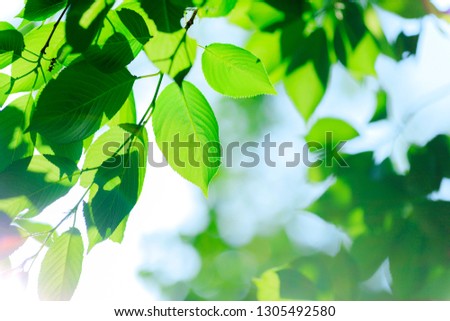 Green and leaves
