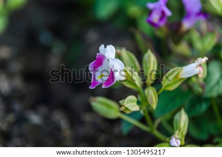 White flowers, purple,small, blurred backgroundd Royalty-Free Stock Photo #1305495217