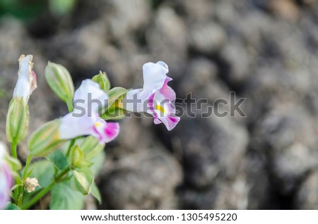 White flowers, purple,small, blurred backgroundd Royalty-Free Stock Photo #1305495220