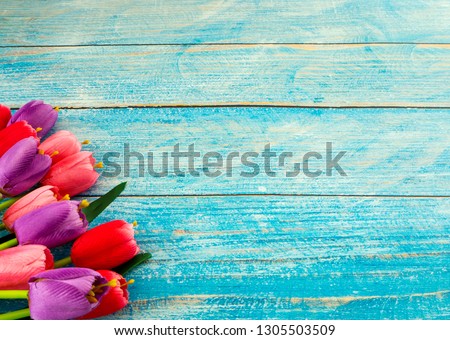 Multi color Tulips on blue wood background.Image of spring flower. Empty space for design