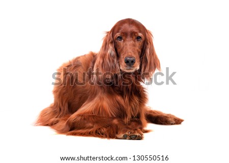 Beautyfull dog: Irish Red Setter - isolated over a white background Royalty-Free Stock Photo #130550516