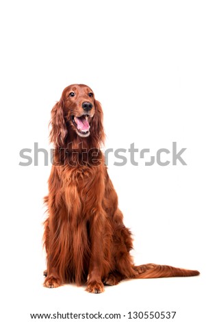 Beautyfull dog: Irish Red Setter - isolated over a white background Royalty-Free Stock Photo #130550537