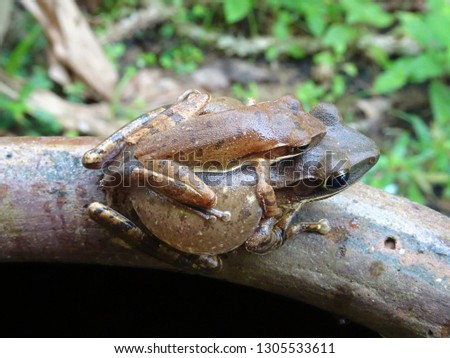 The frog sits on the back of his mother frog - The Mexican burrowing tree frog (Smilisca, also known as the cross-banded tree frog)