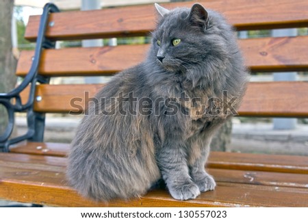 Very fluffy cat sits on a bench