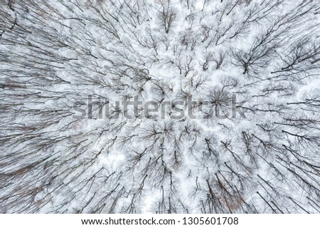 Top view of winter trees in the forest. Aerial drone shot