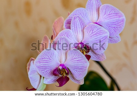 Close-up of of beautiful branch white orchids with purple stripes. Phalaenopsis, Moth Orchid are located on  gentle worm bright brown blurry background. A lovely idea for any design.