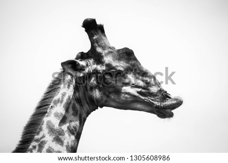 A black and white portrait of a giraffe