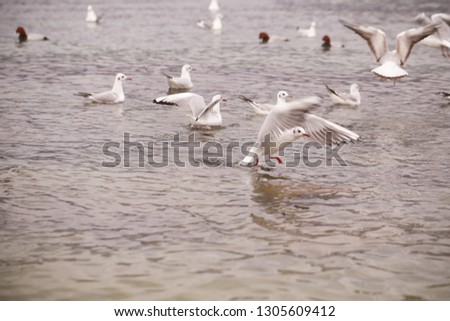 birds gulls and ducks on the beach eat and fight
