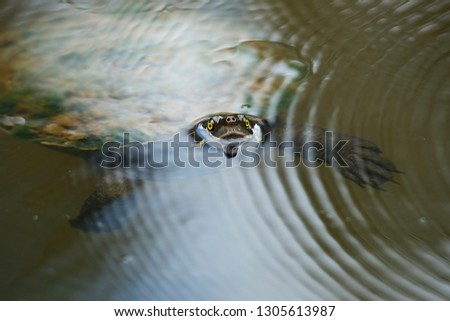 Australian freshwater turtle during the day time