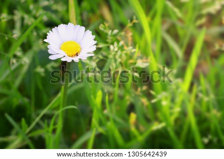 small Margherita flower in grass park 