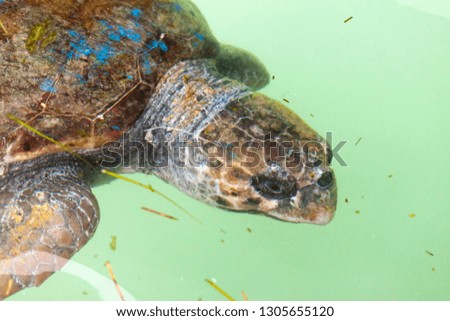 Loggerhead sea turtle in the sea of Cephalonia (Kefalonia) island, Greece