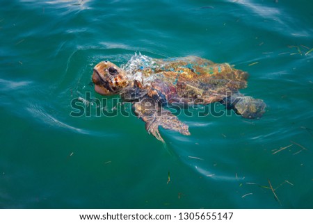 Loggerhead sea turtle in the sea of Cephalonia (Kefalonia) island, Greece