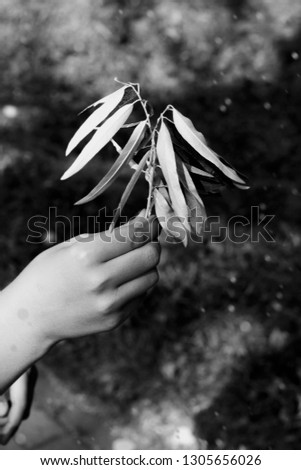 Black and white photo of a hand holding a branch with long leaves.