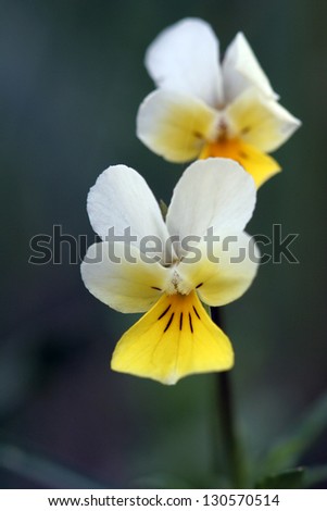 small beautiful pansies bloom in the spring