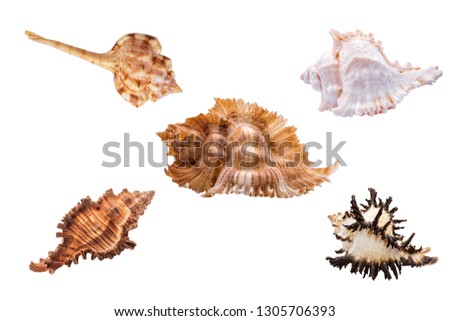 MUREX SHELLS SEASHELLS Firebrand, Kuroda's Snipe's Head, Long Spine Endive, Branched, Pterynotus Miyokoae Miyoko Murex Shells. Marine Molluscs. Conchology Clipping Work Paths in JPEG Easy Compositing