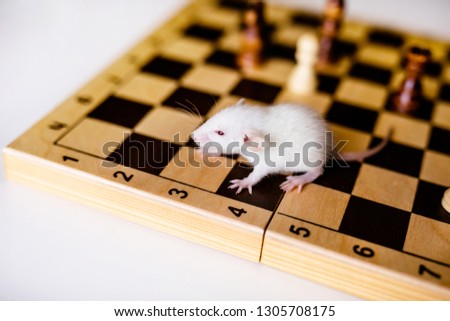 Cute little white rat with big ears siting on the chess board on the white background.