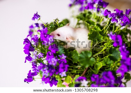 Cute little white rat with big ears siting in the bush of purple flowers on the white background.