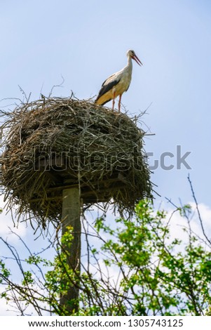 stork returning to their nests in the spring months, the stork's nest, the one stork