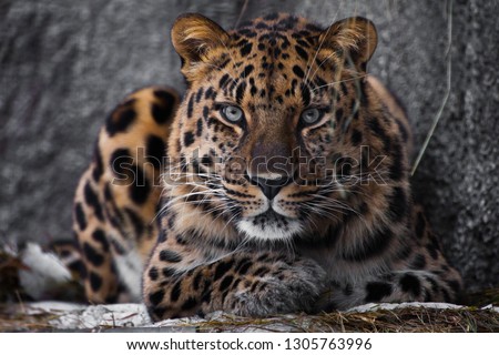 Serious look brutal, lying Amur leopard, powerful motley big cat looks straight through the eyes of a predator. Royalty-Free Stock Photo #1305763996