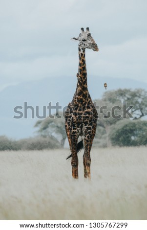 Group of Giraffes in Tanzania