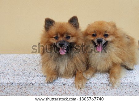 Two cute and lively brown Pomeranian dogs lie on the marble chair. Nice picture for dog lovers.
