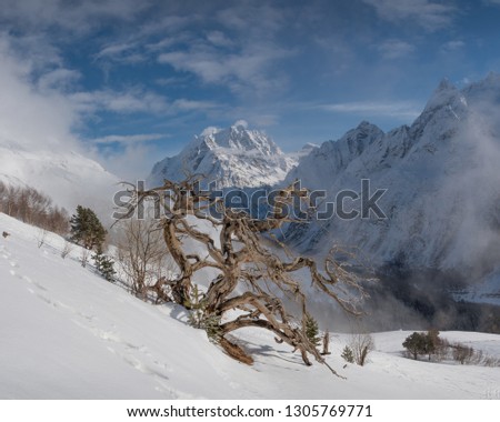 beautiful branchy dry tree on the background of snow-capped mountain peaks in winter day with blue sky in Dombay, Caucasus, Karachay-Cherkessia, Russia