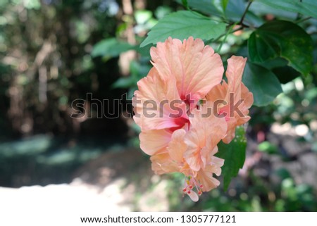 
focus on beautiful pastel orange Hibiscus flower or China Rose with blurred background