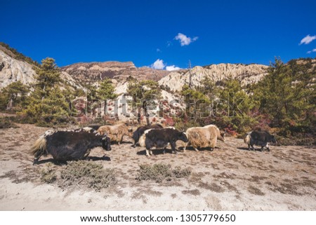 Yaks graze in the Himalayan mountains of Nepal