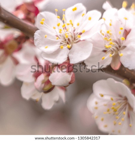Spring floral concept. Full blooming of apricot tree. Beautiful flower on an abstract blurred background. Closeup with soft selective focus.